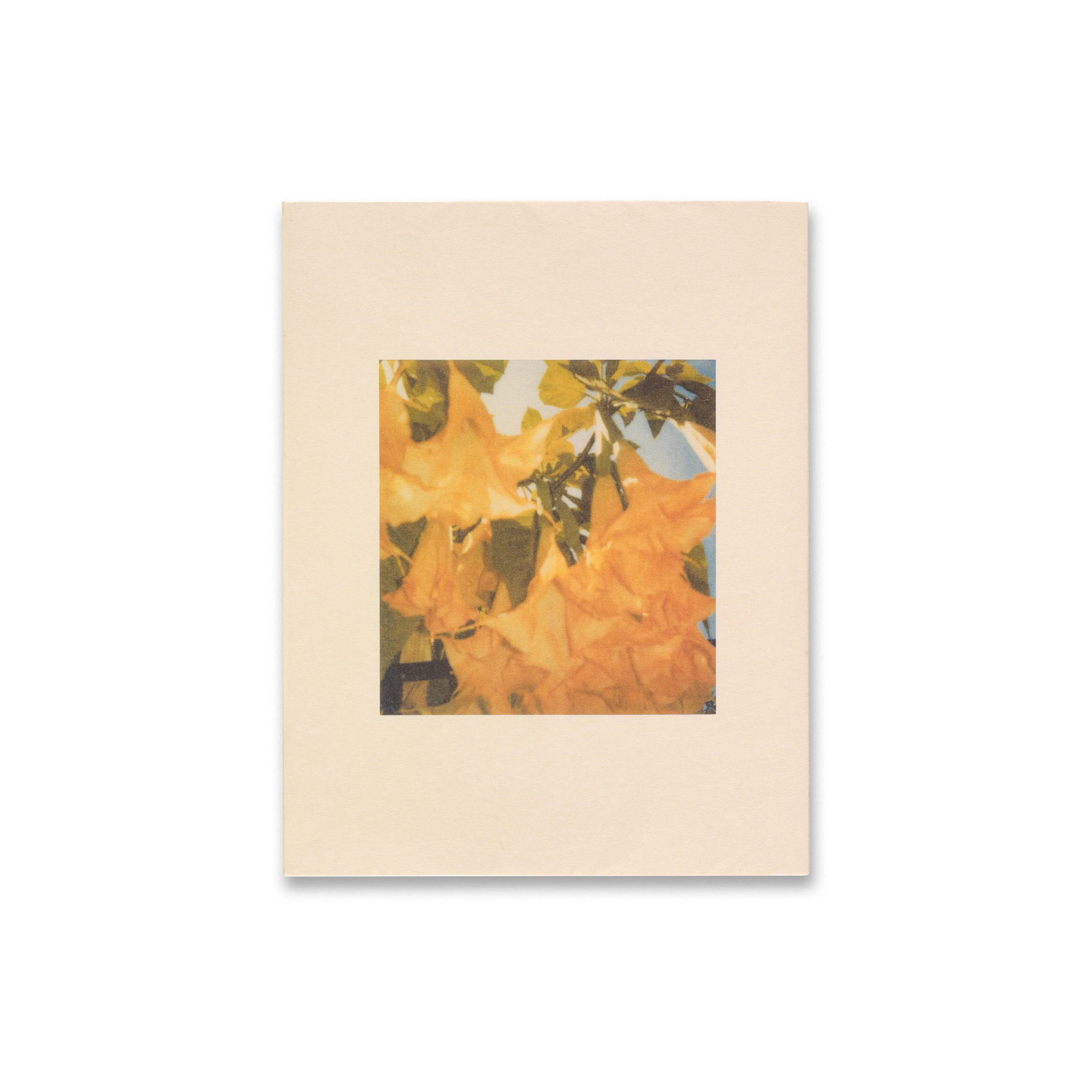 Cy Twombly: Photographs - Image 5