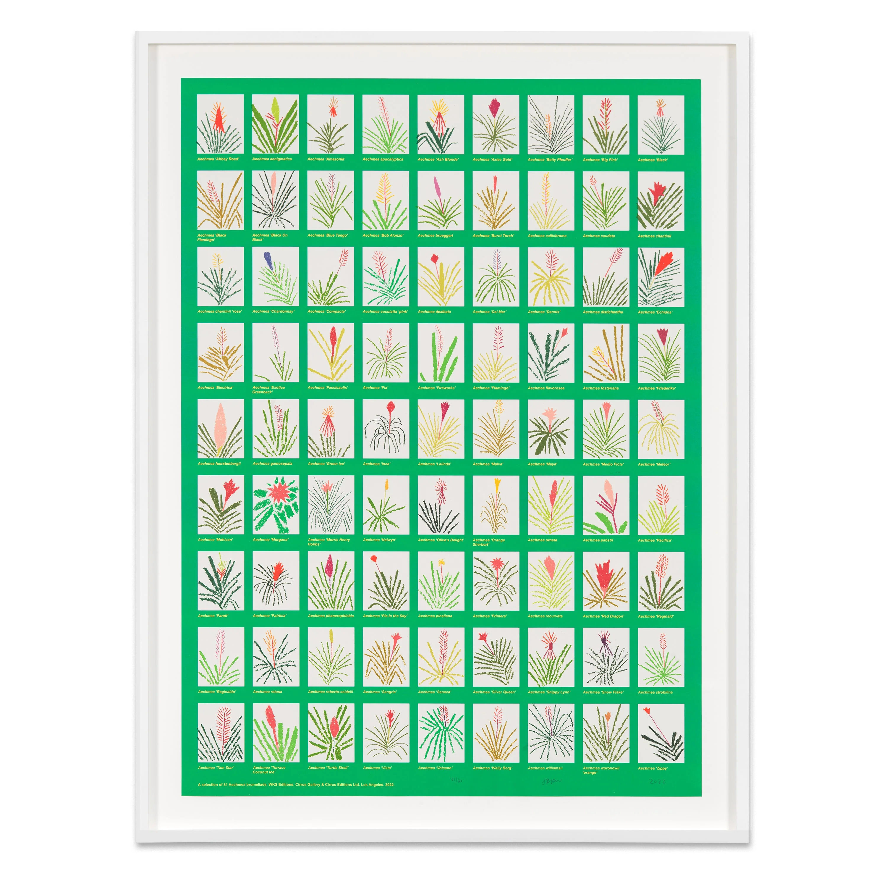 Jonas Wood: Aechmea Bromeliad Poster - Image 3